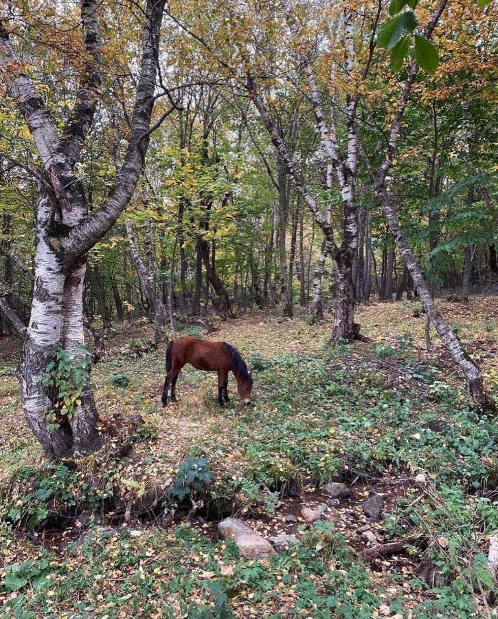 Margahovit Glamping Wolf Mountヴィラ エクステリア 写真